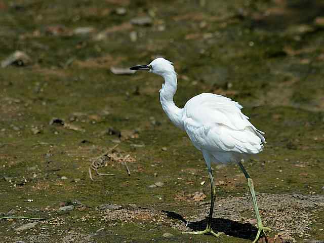 北戴河湿地演绎鸥鹭风情