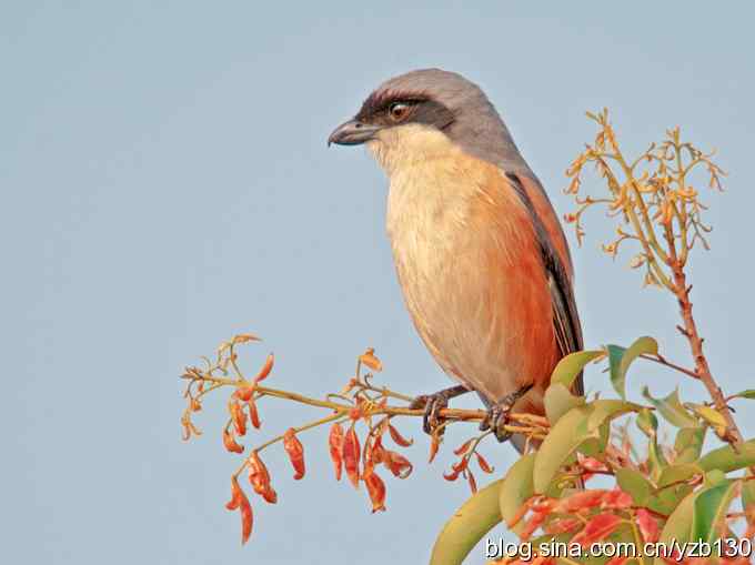 伯劳献瑞(组图) 伯劳献瑞(组图)