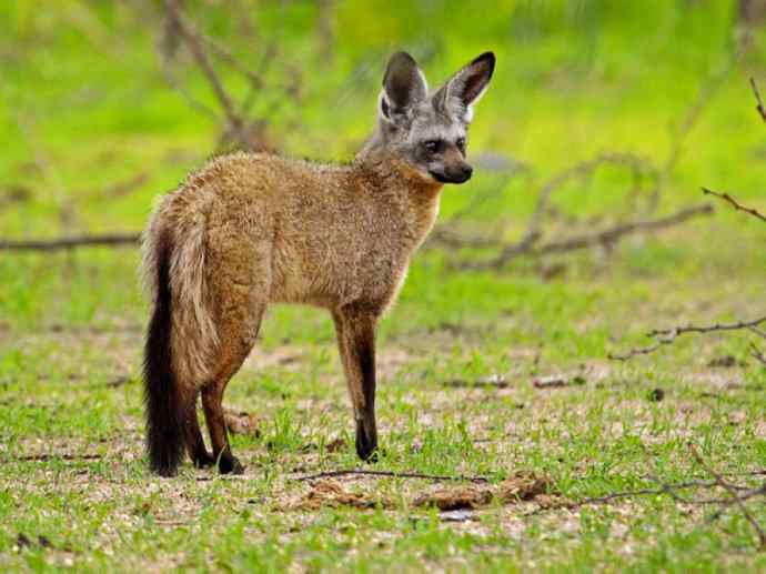 犬科：狐亚科之大耳狐