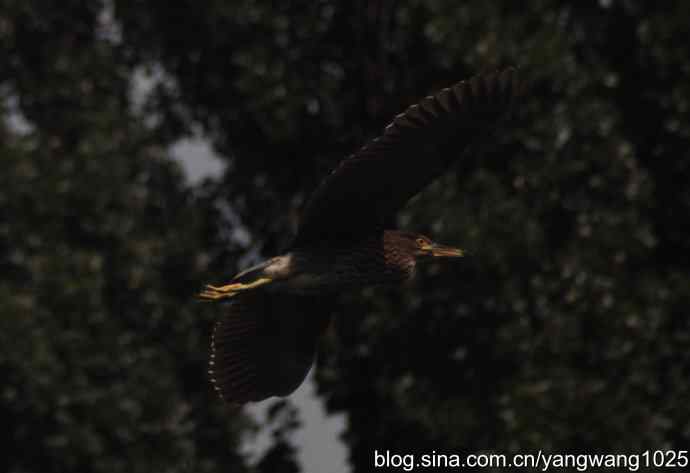 夜鹭(大丽抓拍) 夜鹭(大丽抓拍)
