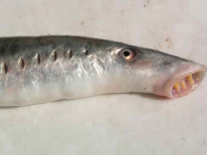 鱼类活化石：七鳃鳗