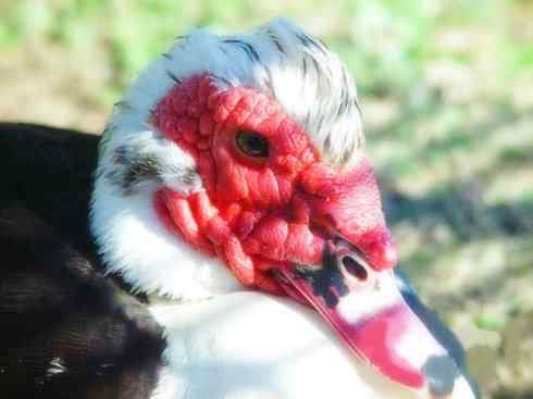 雁鸭之最之二 雁鸭之最之二