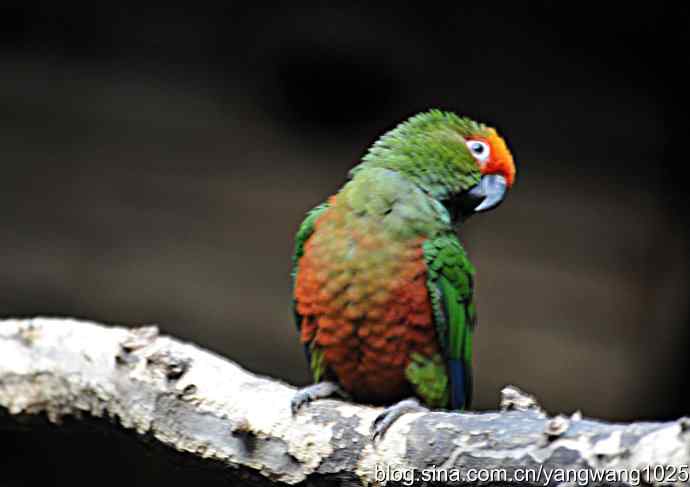 北京动物园的鸟类——杂片（鸟儿）