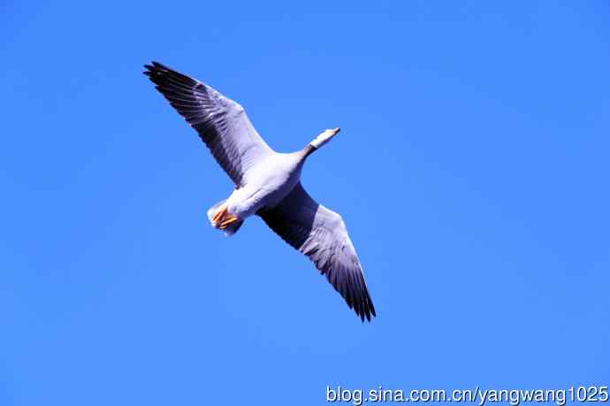 斑头雁（抓拍）10