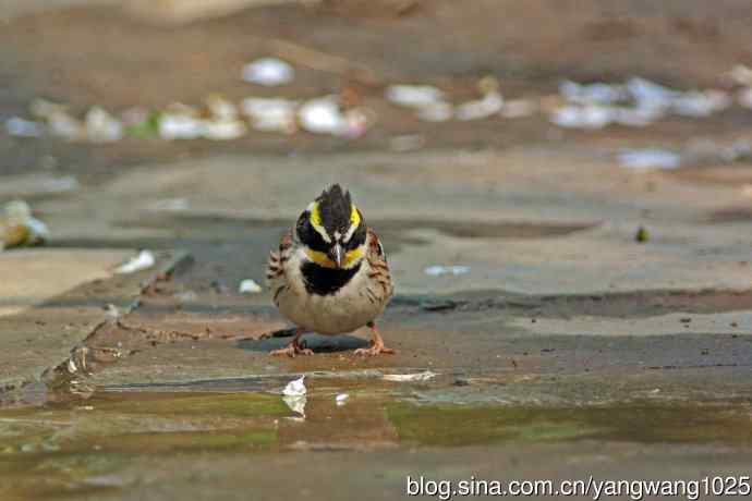 雄性黄喉鹀（6）