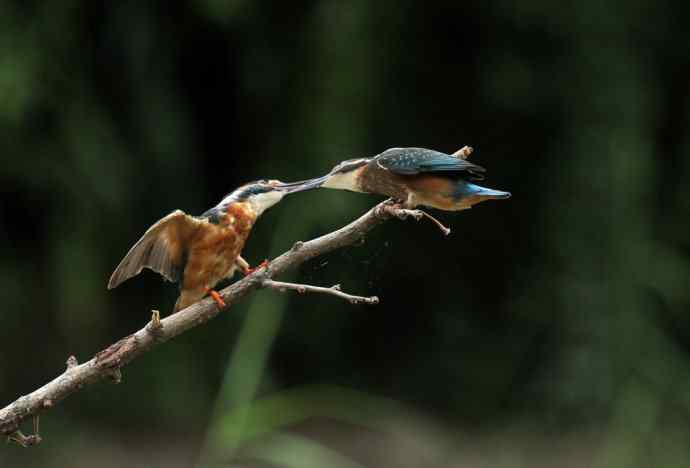 224.可爱小翠---翠鸟之吻