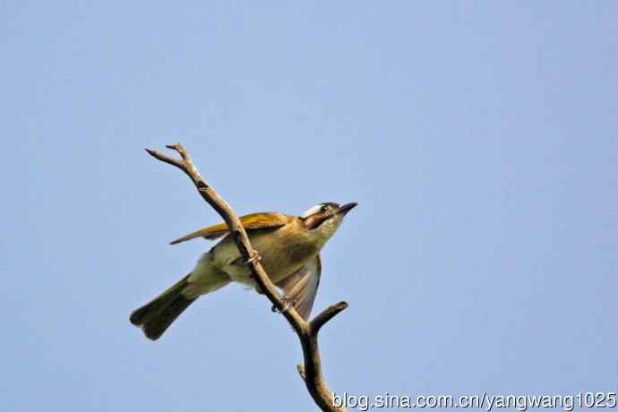 白头鹎(随拍)3 白头鹎(随拍)3