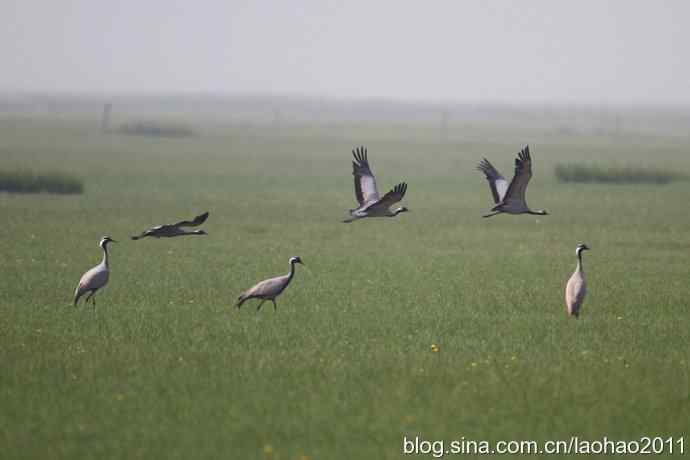 蓑羽鹤，好久不见
