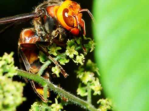 十大喜食蜂蜜动物：胡蜂