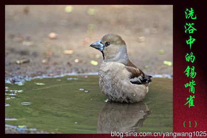洗浴中的锡嘴雀（1）