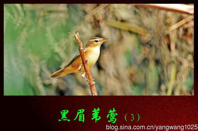 黑眉苇莺（3）