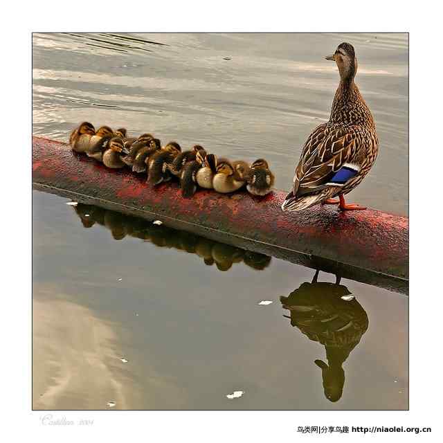 春江水暖鸭先知