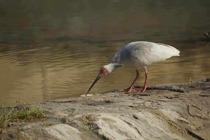 洋县朝圣鈥斺斠藕吨禧q