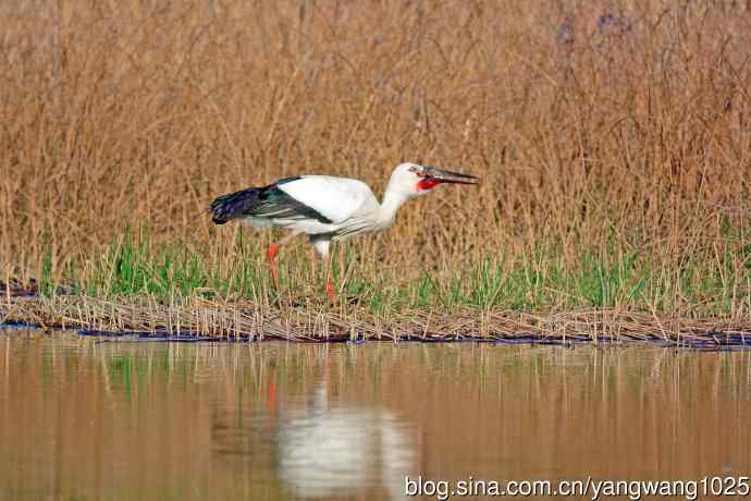 东方白鹳（11）