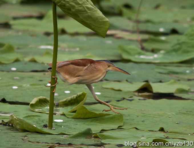 漂亮的钢管舞（组图，10张图片）