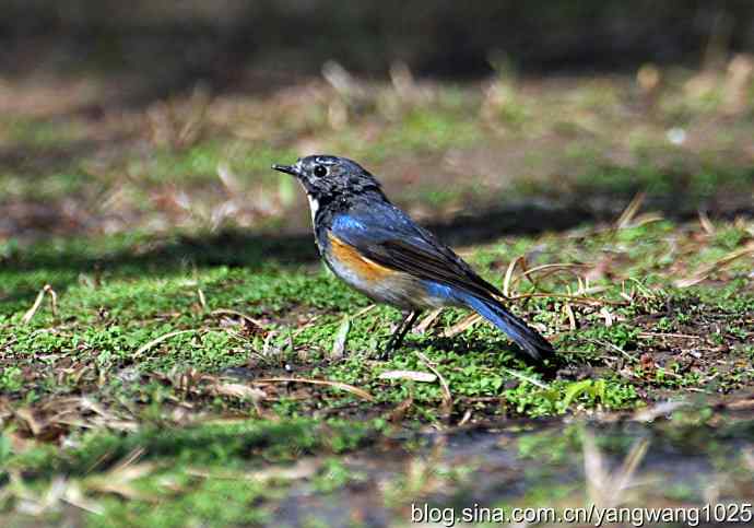 洗浴与梳理（纪实）