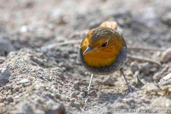 打鸟归来收获多多   (5）日本歌鸲
