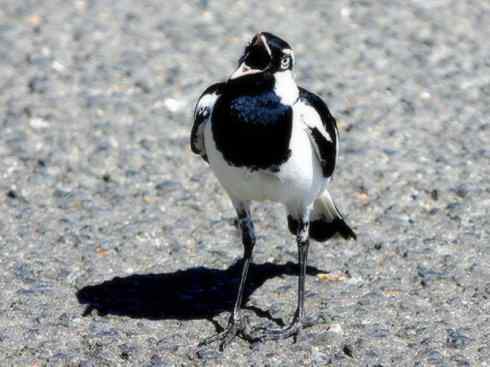 雀鸟也彪悍：角斗士（鹊鹨）