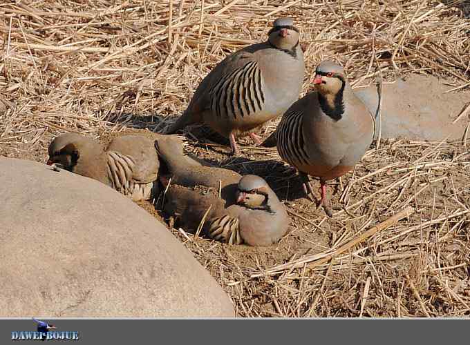 龙年鸡翔：初四拍石鸡