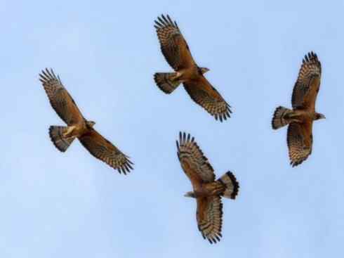 十大喜食蜂蜜动物:凤头蜂鹰 十大喜食蜂蜜动物:凤头蜂鹰