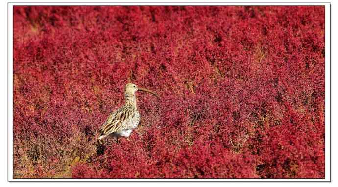 红海滩里的濒危杓鹬