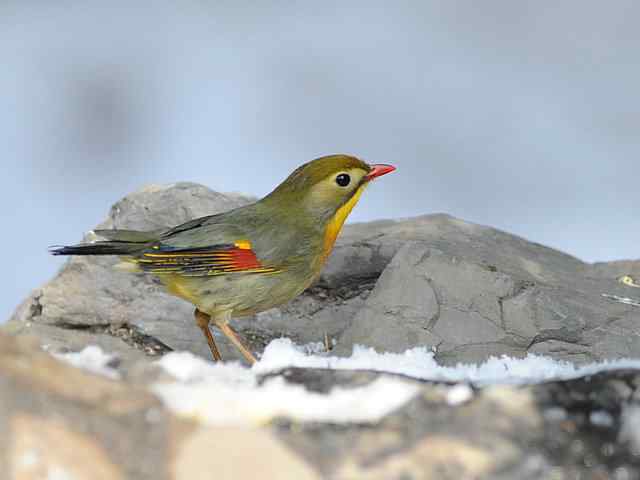 红嘴相思 VS 白喉噪鹛