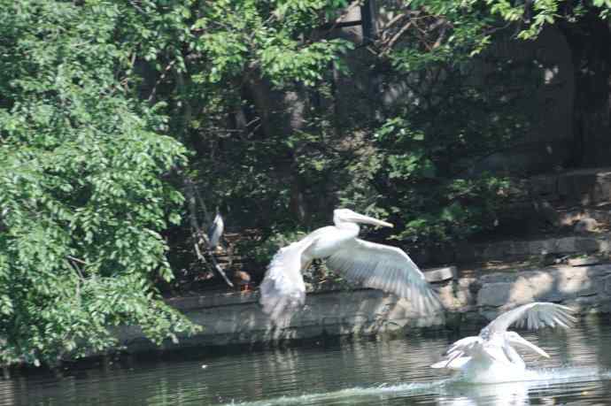 再次看到鹈鹕飞