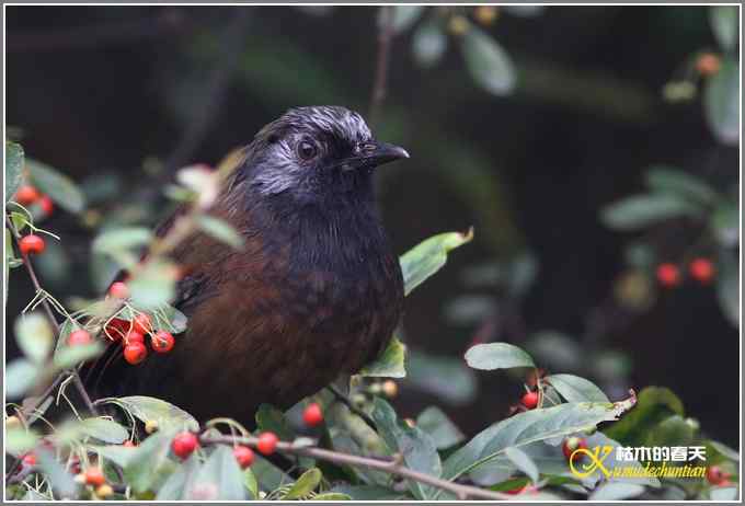 噪鹛系列之四：丽色噪鹛【照片】