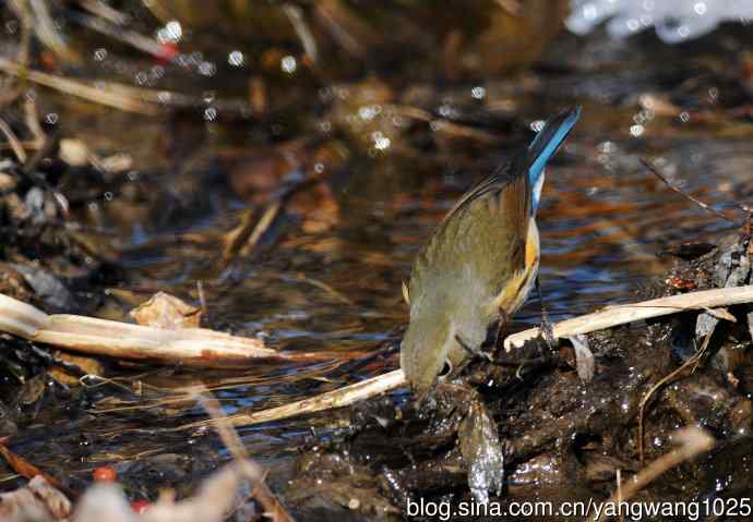 雌性红胁蓝尾鸲(31) 雌性红胁蓝尾鸲(31)