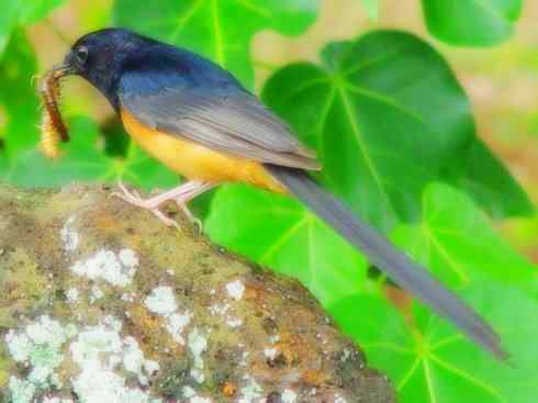 家禽驯化之源之二十五（绣眼鸟、鹊鸲四喜）