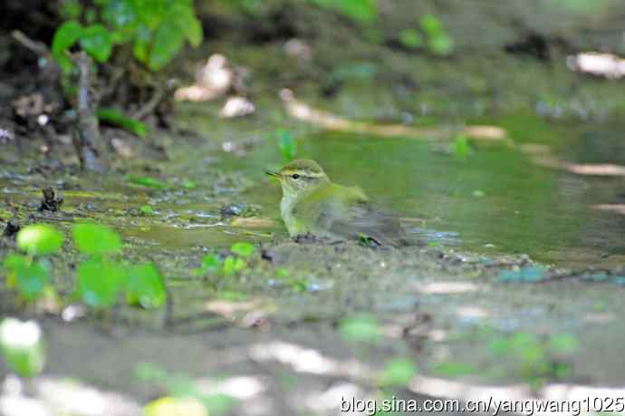 爽（洗浴的黄眉柳莺）1
