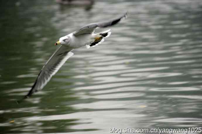 雨前、雾中拍水禽（十月十日杂片纪实）