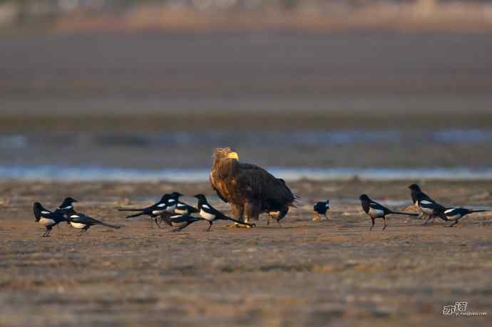 喜鹊鲜为人知的一面——顽强的领地捍卫者
