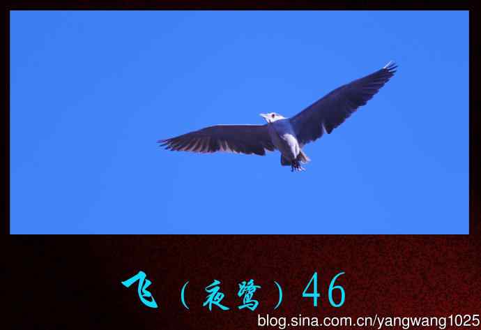 飞（夜鹭）46