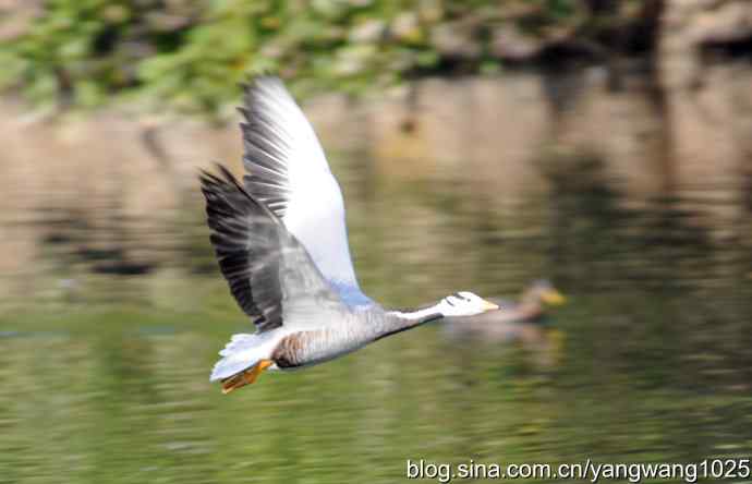 飞（斑头雁）