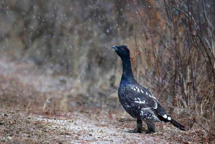 人生到处知何似 wbr恰似飞鸿踏雪泥