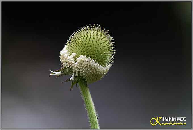 记录高原山鹑&bull;矛纹草鹛&bull;栗腹矶鸫【照片】
