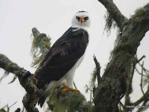 鹰类雕类猛禽图片大全