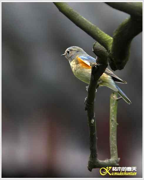 鸟上枝头【照片】 鸟上枝头【照片】