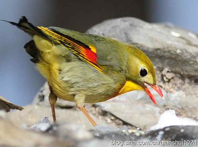 漂亮.红嘴相思雀(日坛)