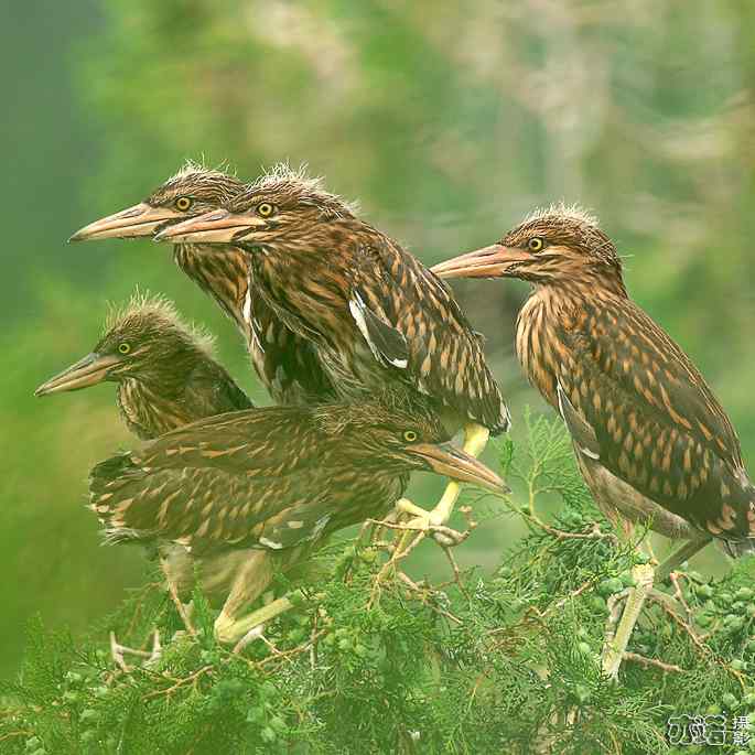 小白鹭与小夜鹭 小白鹭与小夜鹭