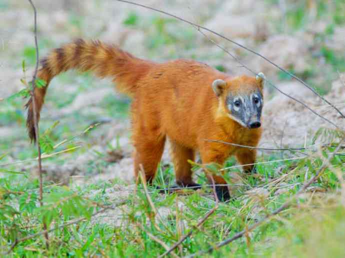 犬科:犬亚科犬属之郊狼、红狼 犬科:犬亚科犬属之郊狼、红狼