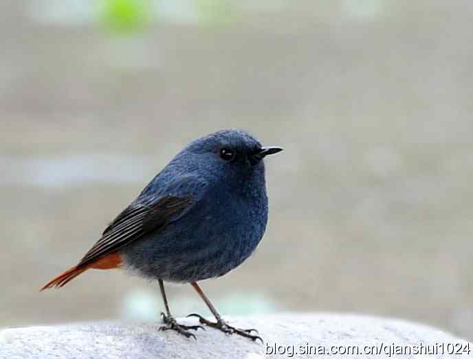 它可真能叫.十渡的红尾水鸲GG