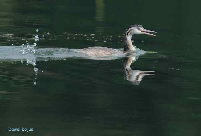 颐和园的凤头