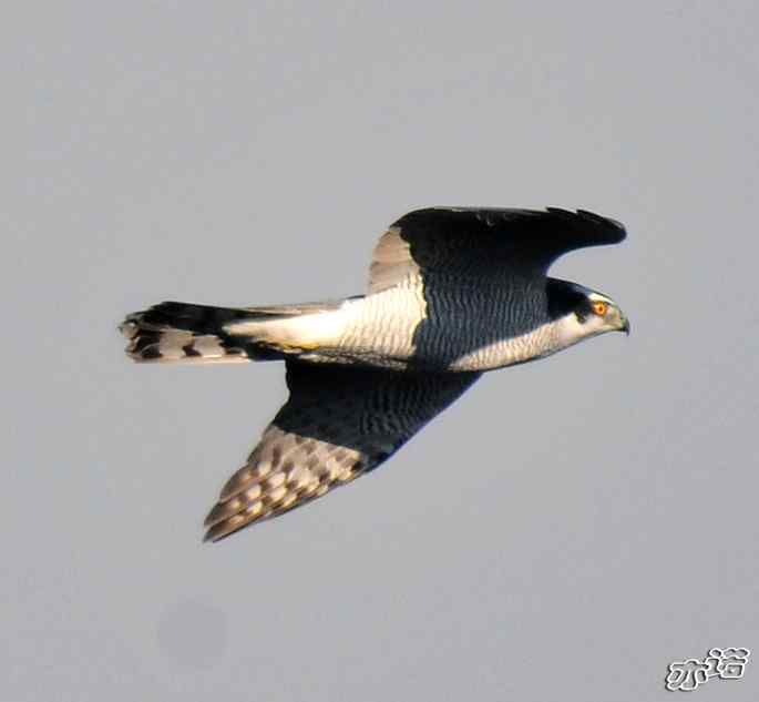 北京西山&nbsp;wbr路&nbsp;wbr苍鹰