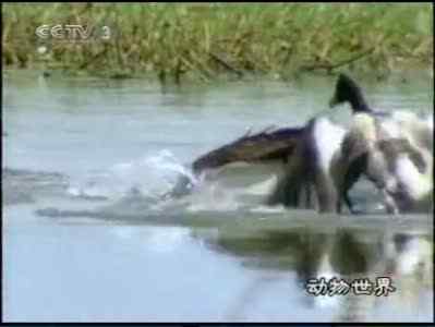 【视频】动物世界——鸟类的育儿经(下)