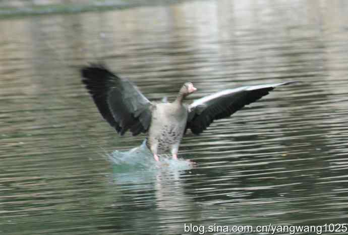 飞（斑头雁、野鸭）