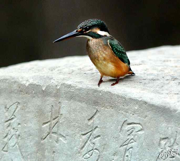 圆明园&nbsp;wbr路&nbsp;wbr小翠乖乖