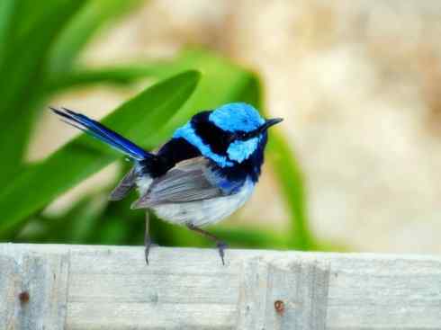 美丽无罪：雀鸟之鹩莺