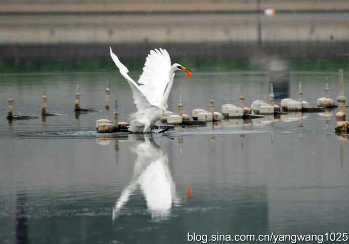 飞（白鹭）3